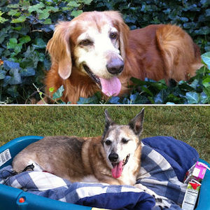 Meet your Posher, Kinsley